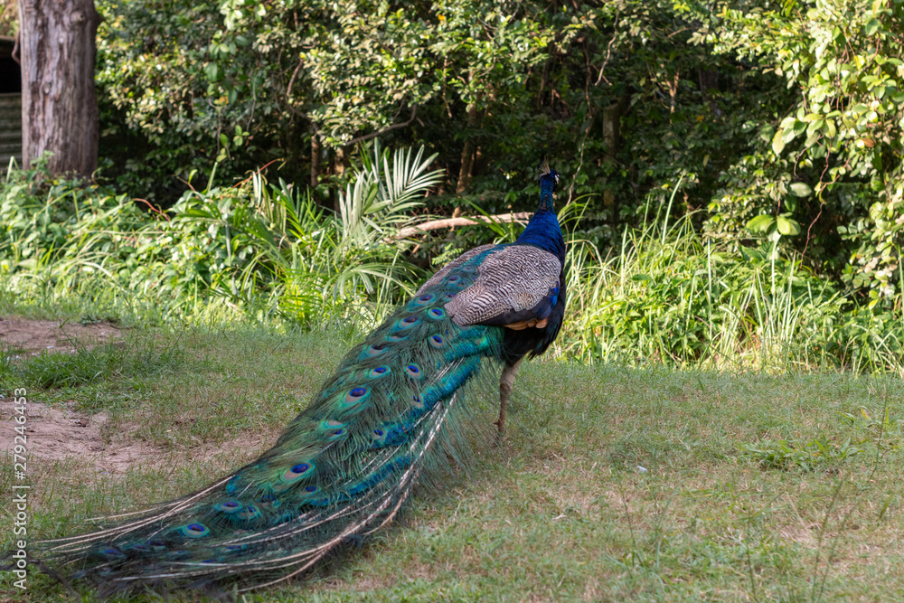 Obraz premium peacock in the park