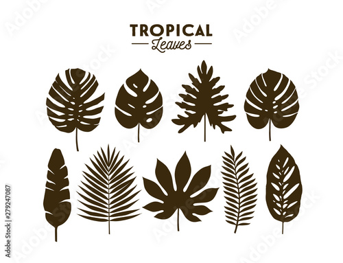 Set of tropical leaves silhouettes isolated on white background.