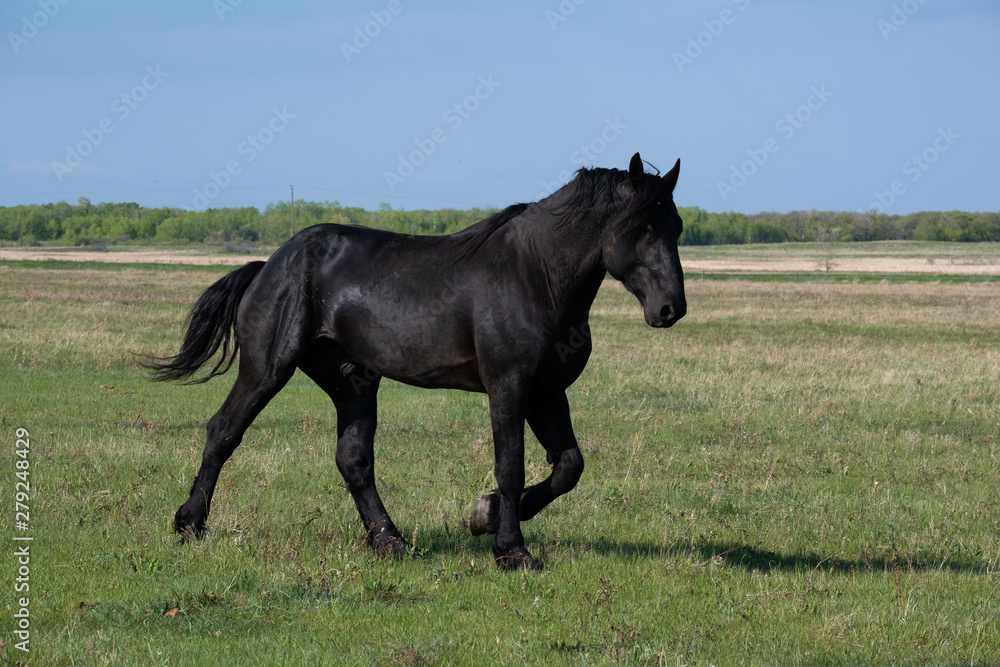 Black Horse in a Field Black Horse in a Field