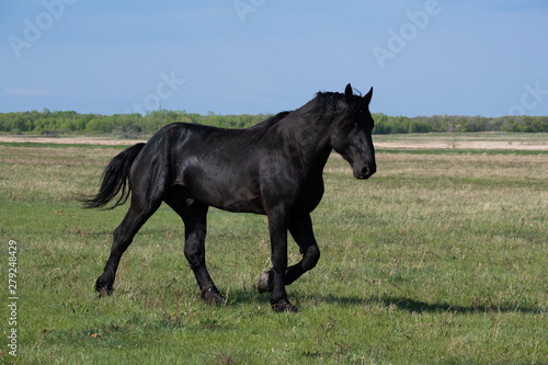 Black Horse in a Field