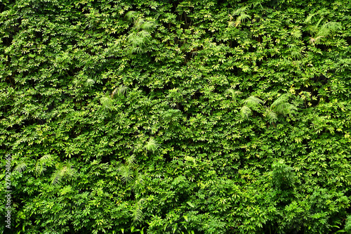 Fototapeta Naklejka Na Ścianę i Meble -  Plants wall or Green leaves wall texture background.