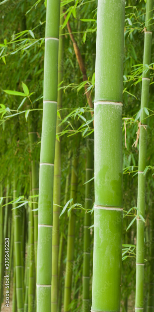 Beautiful horizontal bamboo stalks with leaves in the background. Beautiful horizontal bamboo stalks with leaves in the background.