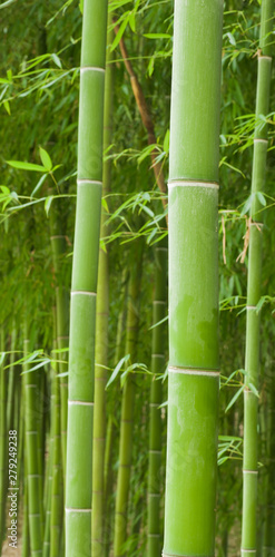 Fototapeta Naklejka Na Ścianę i Meble -  Beautiful horizontal bamboo stalks with leaves in the background.