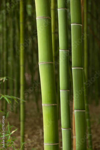 Fototapeta Naklejka Na Ścianę i Meble -  Beautiful vertical bamboo stalks with leaves in the background.