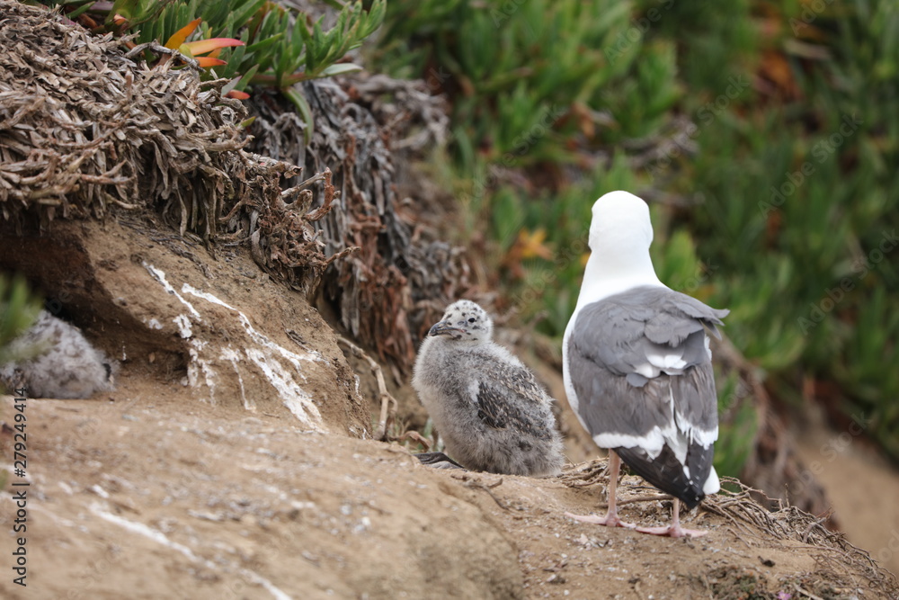 Obraz premium gulls chick and nest
