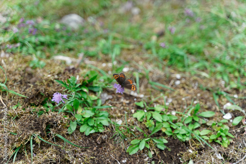 Schmetterling auf der Blume / Butterfly at a Flower