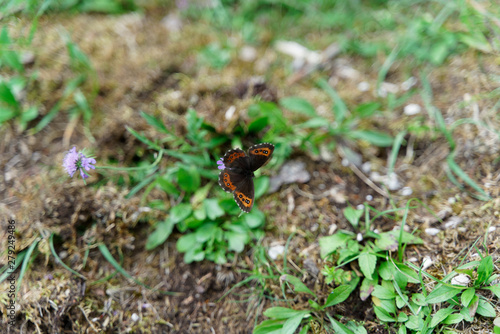 Schwarzer Schmetterling / Butterfly © Stefan