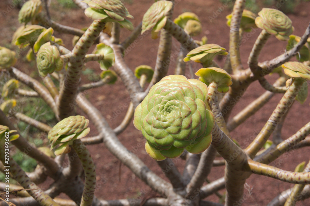 Branches of a verode in a garden area of Tenerife Branches of a verode in a garden area of Tenerife
