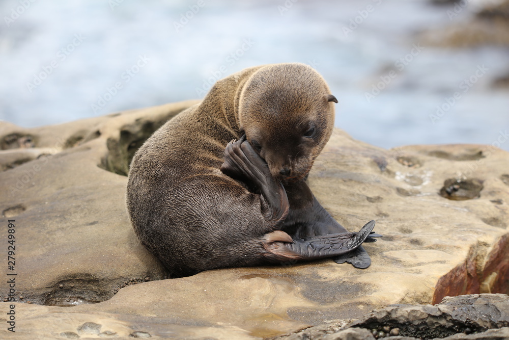 Fototapeta premium California sea lion