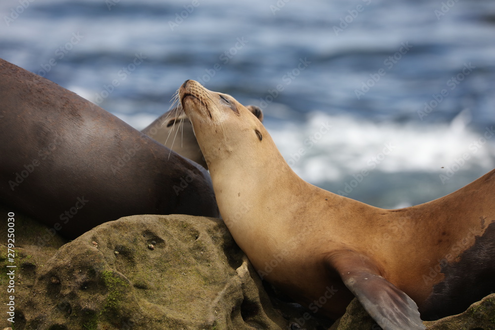 Fototapeta premium California sea lion