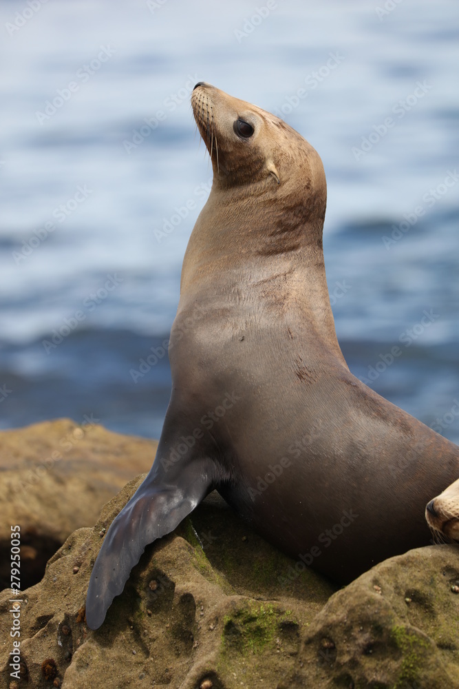 Fototapeta premium California sea lion