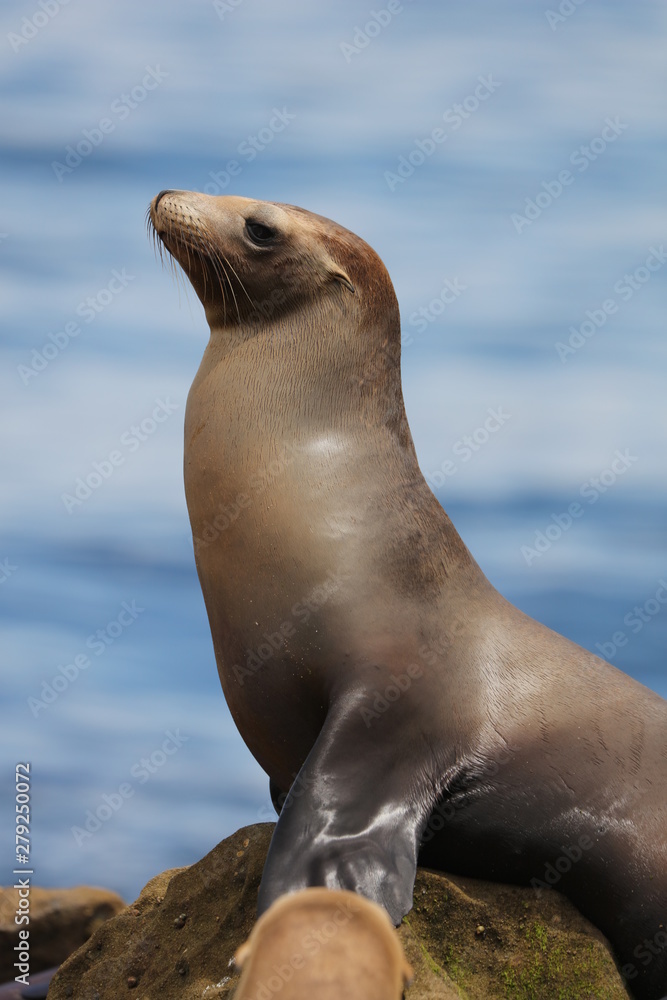 Naklejka premium California sea lion
