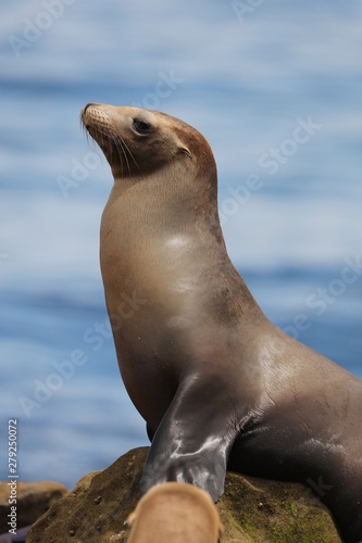 California sea lion