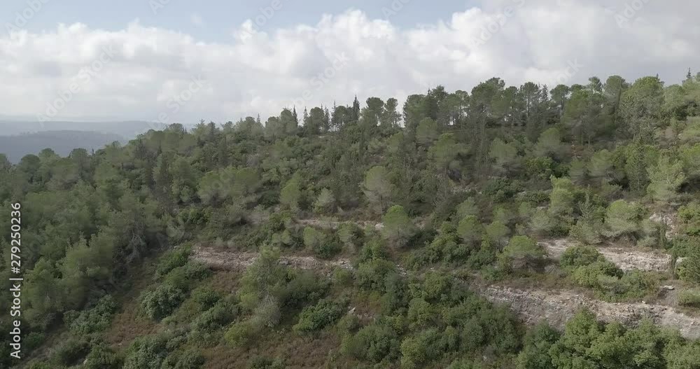 Aerial view over Pine Forests, Jerusalem hills, Israel Pine Forests, Drone shot, Jerusalem hills, Israel Aerial view over Pine Forests, Jerusalem hills, Israel Pine Forests, Drone shot, Jerusalem hills, Israel