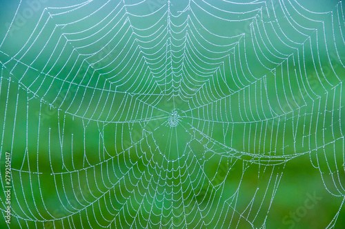Detailed photo of a spider web in the early morning light with beads of dew drops.