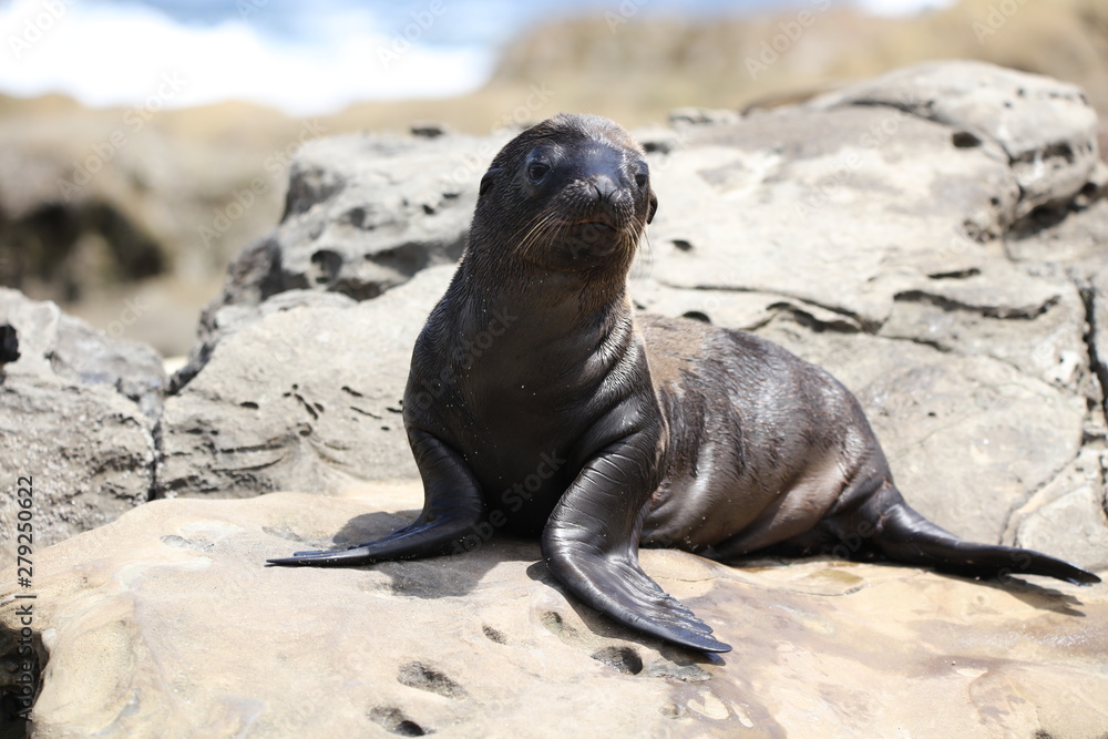 Fototapeta premium California sea lion