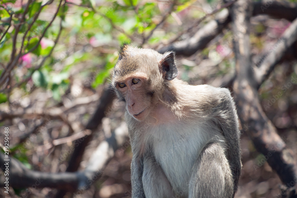Obraz premium 可愛いサル