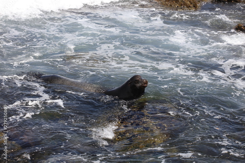 Obraz premium California sea lion