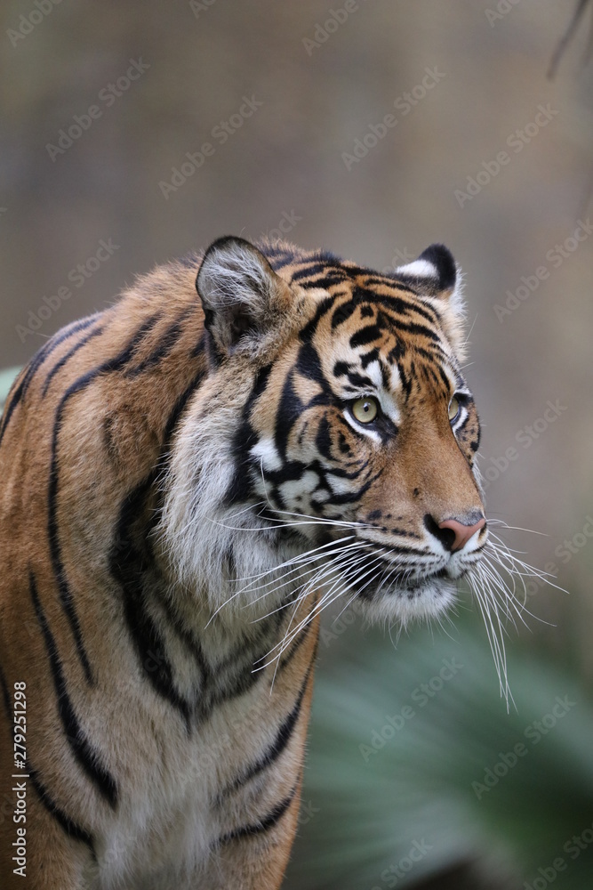 Naklejka premium biały tygrys bengalski