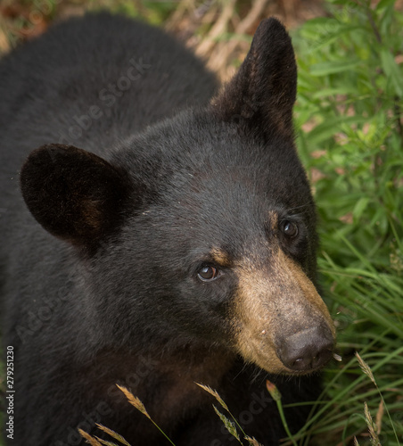 A young black bear (Ursus americanus) standing tall in the mountains of Western North Carolina. This is near the border of Tennessee.