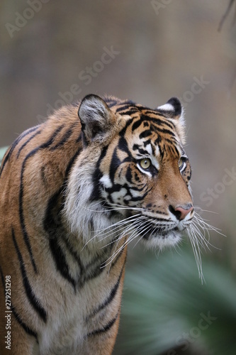 white bengal tiger © melanie