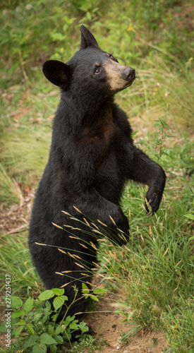 A young black bear  Ursus americanus  standing tall in the mountains of Western North Carolina. This is near the border of Tennessee.