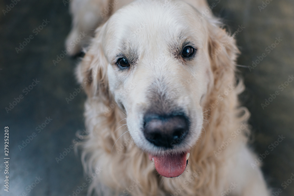 selective focus of adorable golden retriever looking at camera selective focus of adorable golden retriever looking at camera