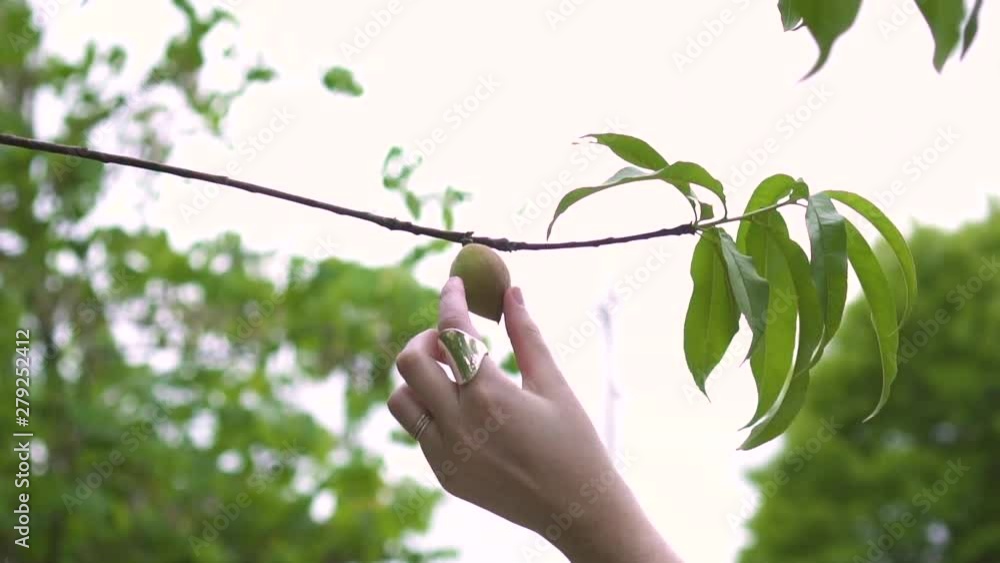 Woman reaching and grabbing small fruit from tree. Woman reaching and grabbing small fruit from tree.