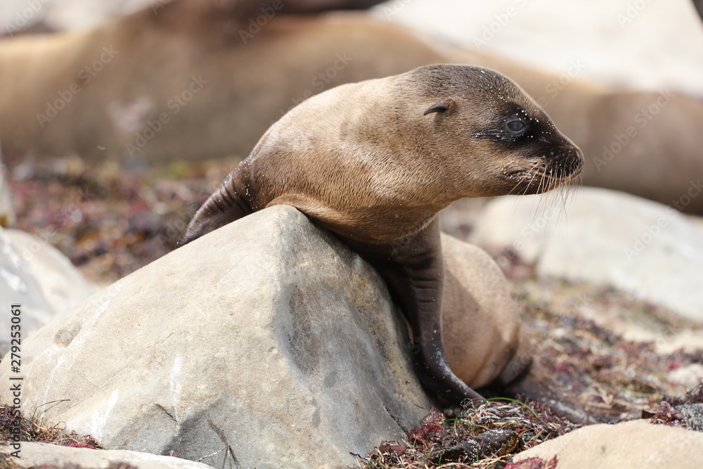 Naklejka premium California sea lion