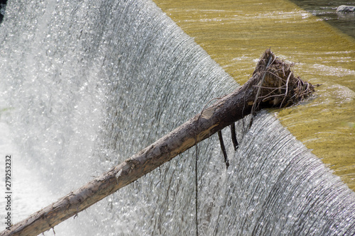 Bole of a tree photo