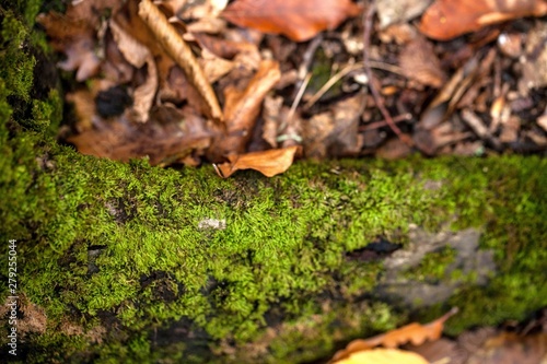 Mossy stump