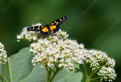  View of a beautiful butterfly feeding on white wildflowers