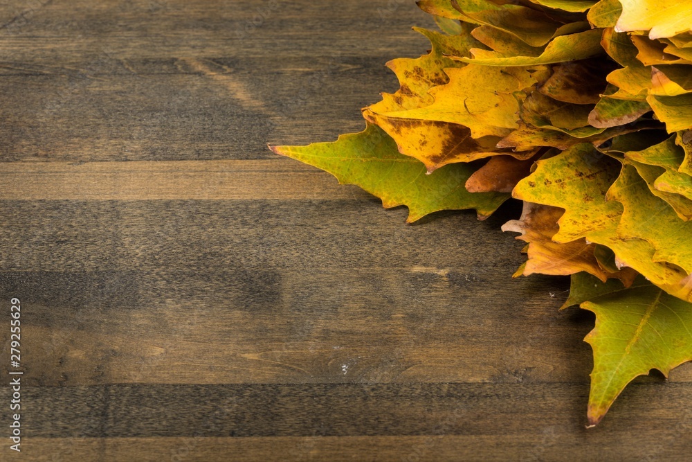 Obraz premium Fall maple leaves on wooden surface
