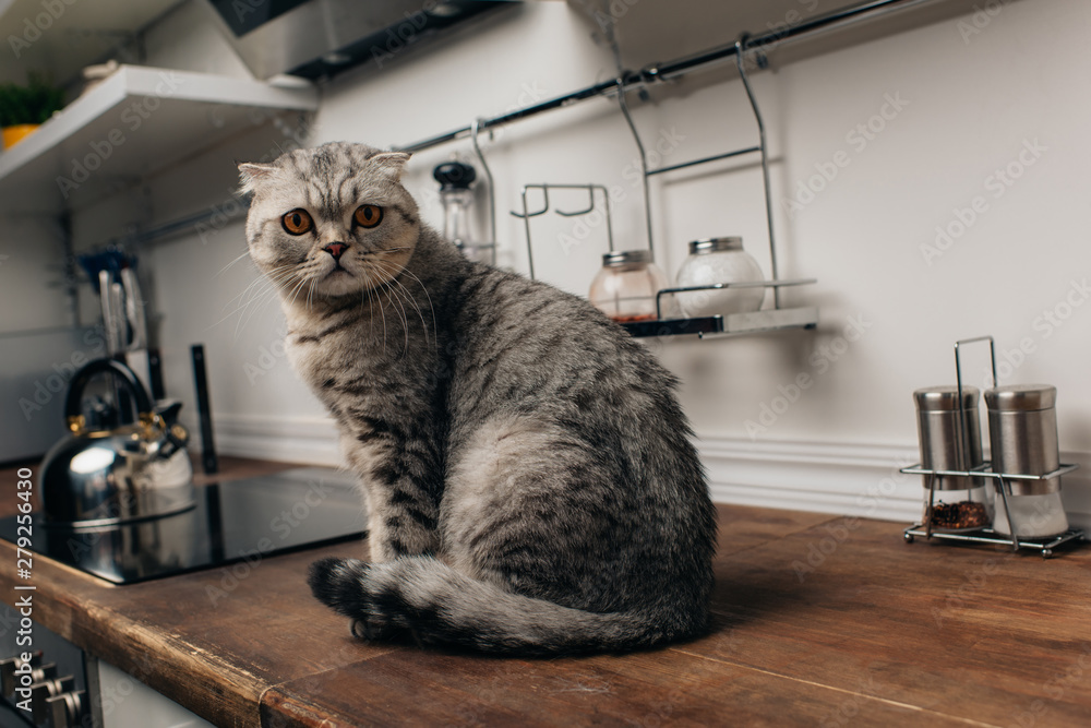 adorable grey scottish fold cat sitting on Kitchen Counter - obrazy, fototapety, plakaty 