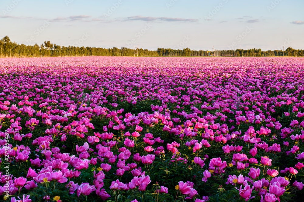 Chinese herbaceous peony fields sunset.