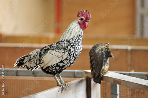 close up of hen standing on a fence in a farm