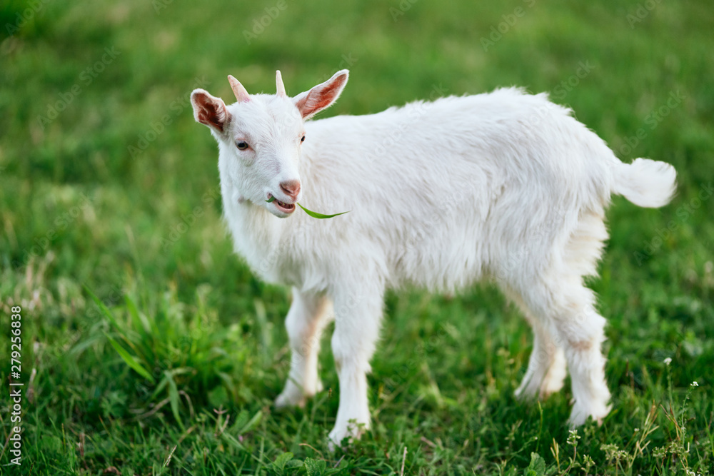 white goat on a meadow white goat on a meadow