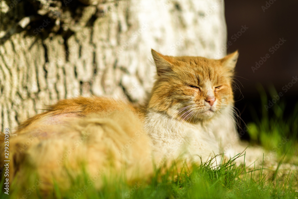 Red stray cat resting under a tree on the grass in summer.