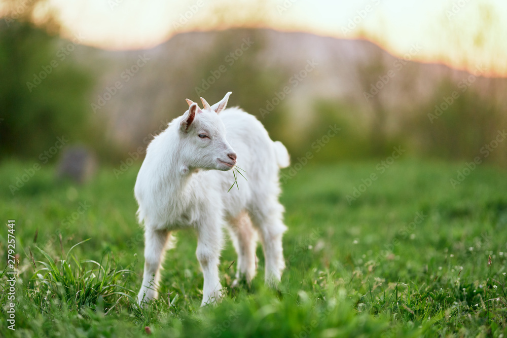 goat on green grass goat on green grass