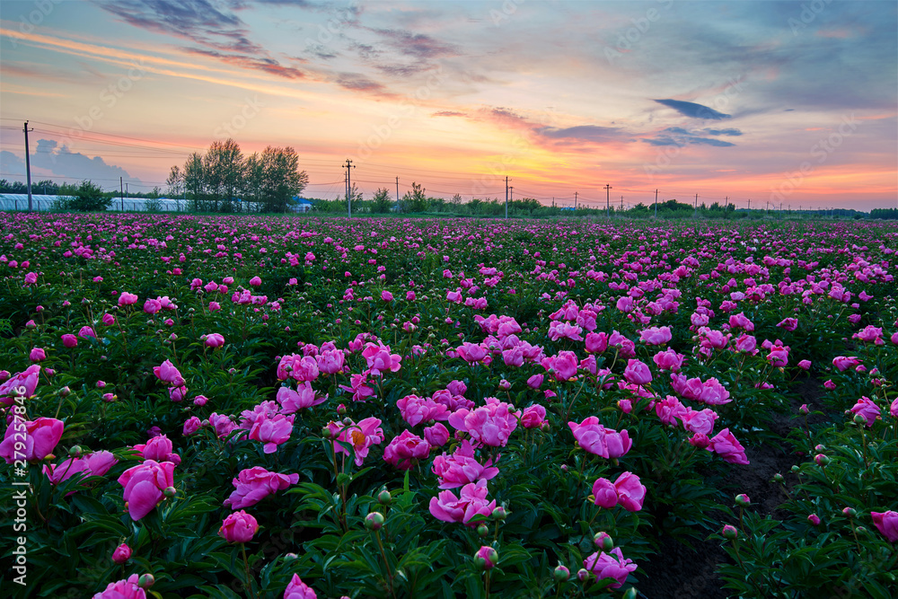 Chinese herbaceous peony fields Chinese herbaceous peony fields