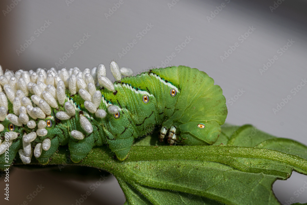 Braconid wasp cocoons on tomato hornworm Stock Photo | Adobe Stock