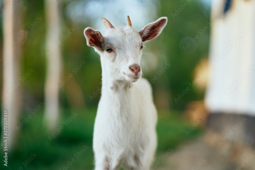 goat on farm goat on farm