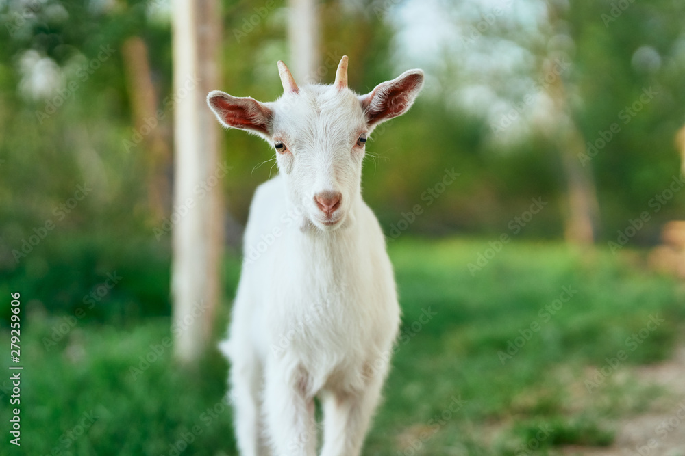 white goat on the meadow