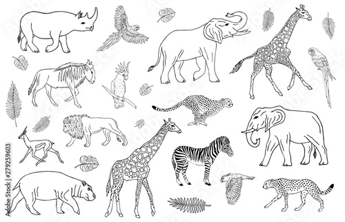 Vector set collection of outline hand drawn sketch African animals isolated on white background