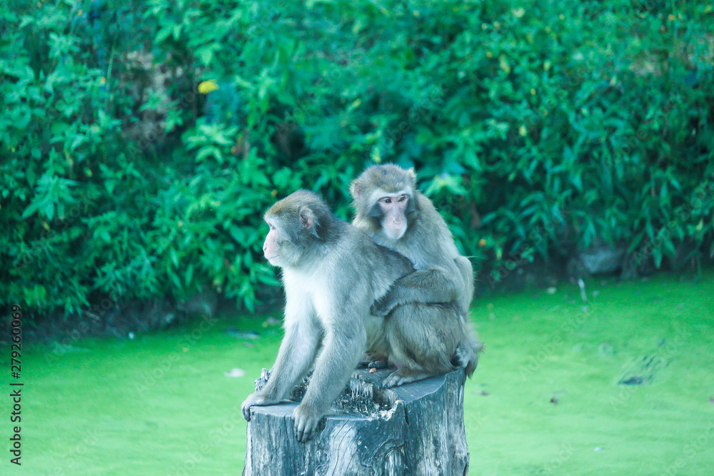 Two monkeys resting on the stump