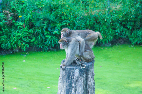 Two monkeys resting on the stump photo