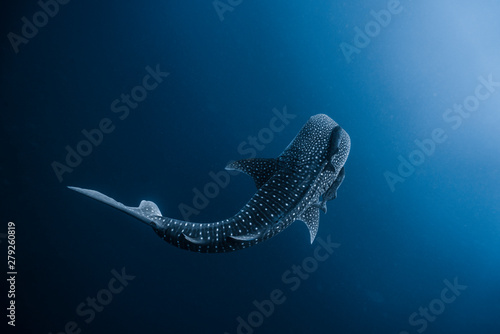 Tableau sur toile Juvenile Whale Shark Swimming