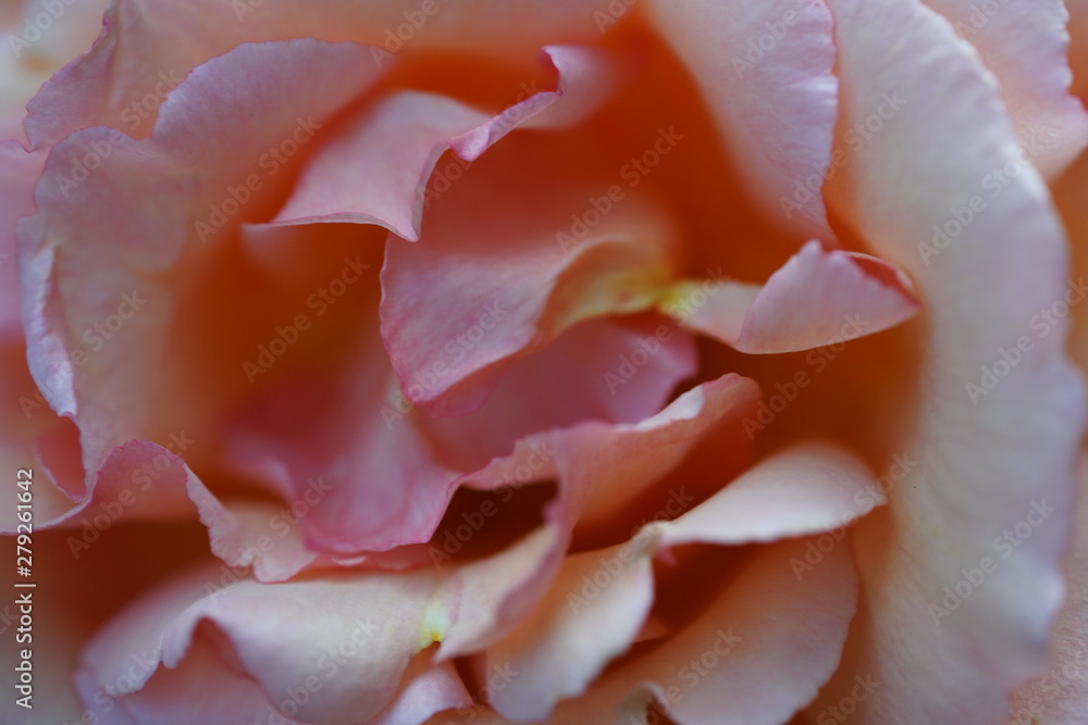 real wild roses attract real fast insects real wild roses attract real fast insects