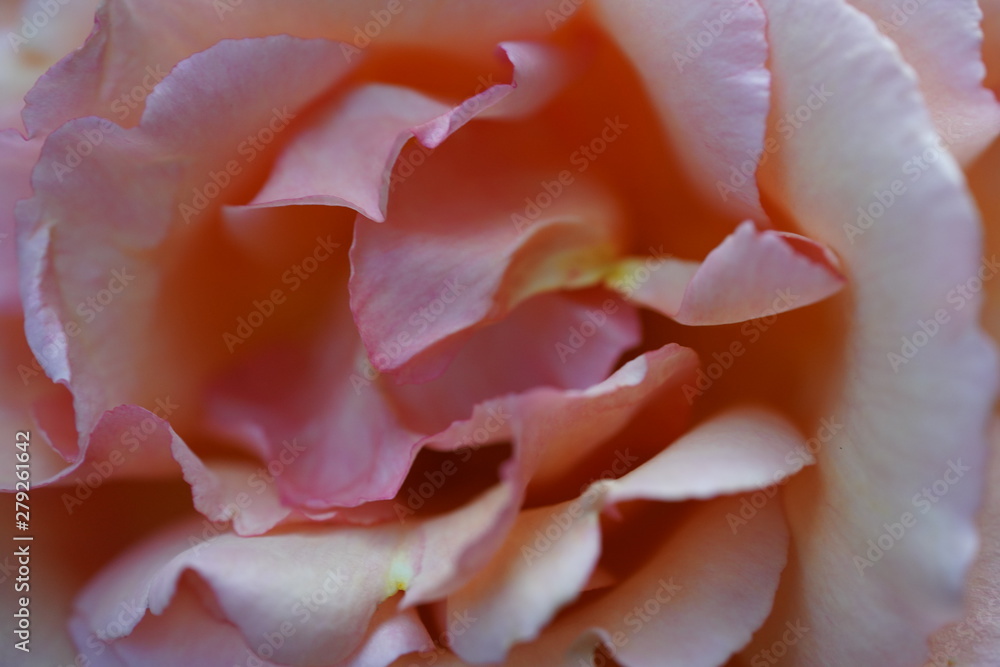 real wild roses attract real fast insects