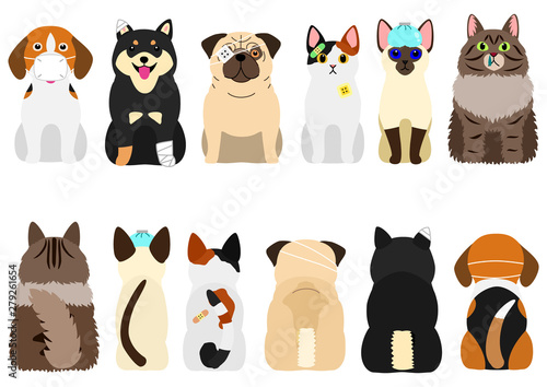 unhappy sick cats and dogs set